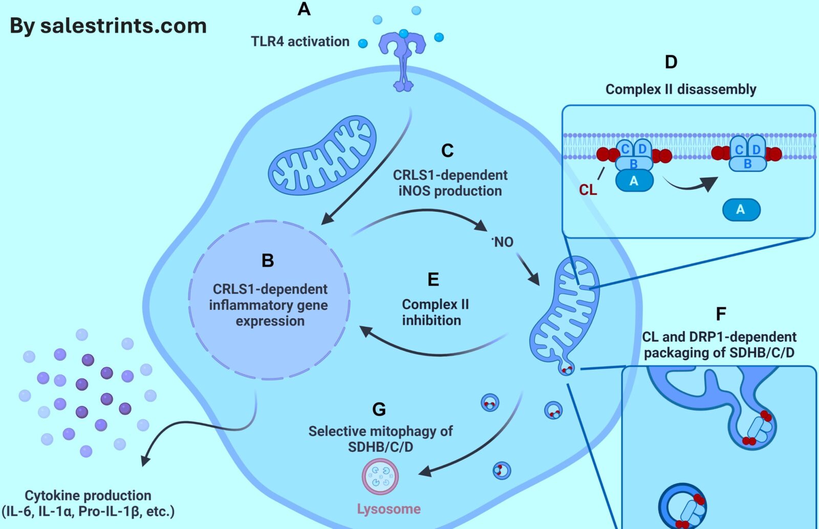 reynolds oriordan science advances