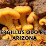 aspergillus odo recall arizona