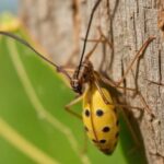 list of stinging insects in desoto texas 2024